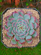 Echeveria Marcel | maceta 3.5"