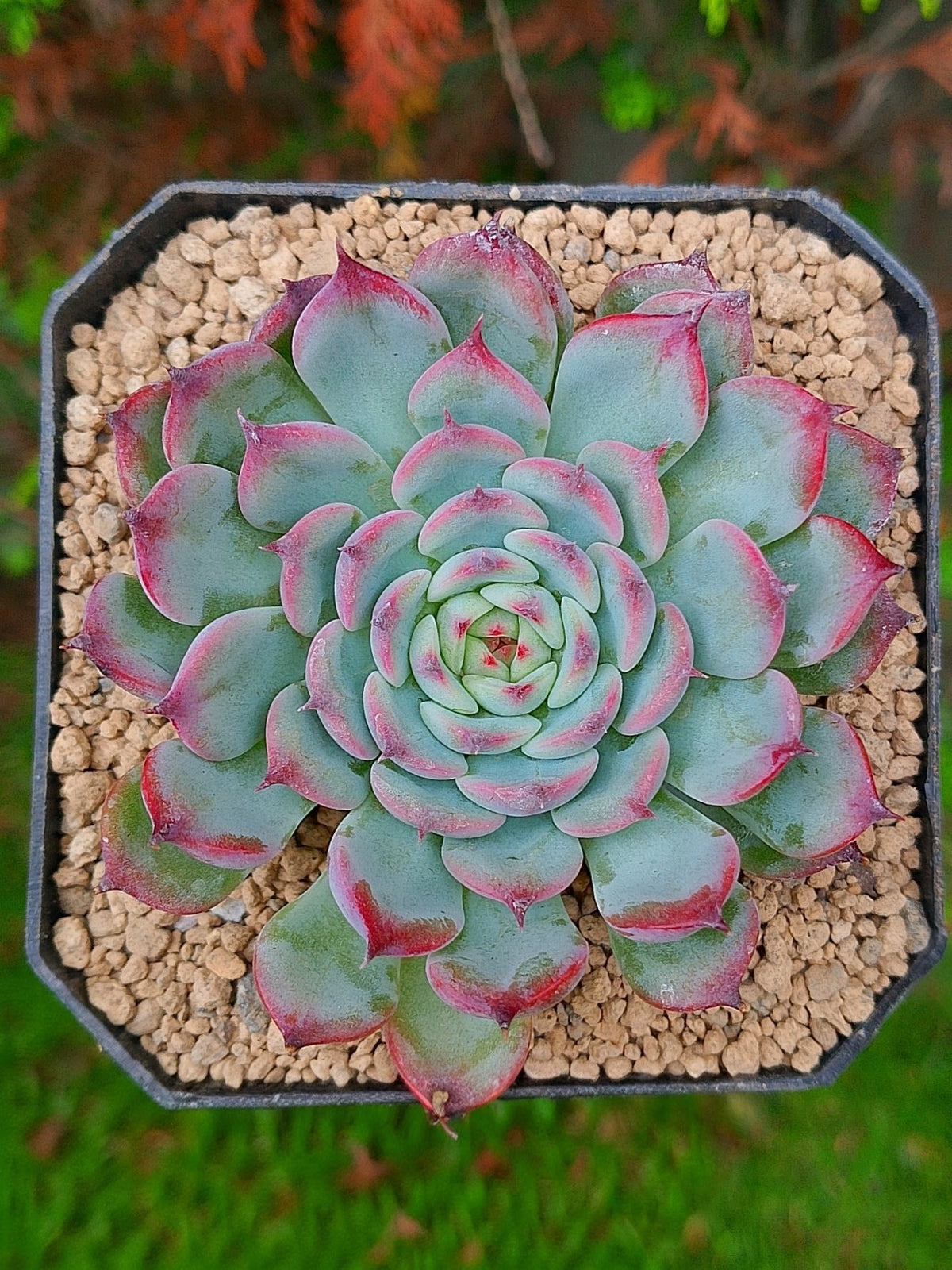 Echeveria Marcel | maceta 3.5"