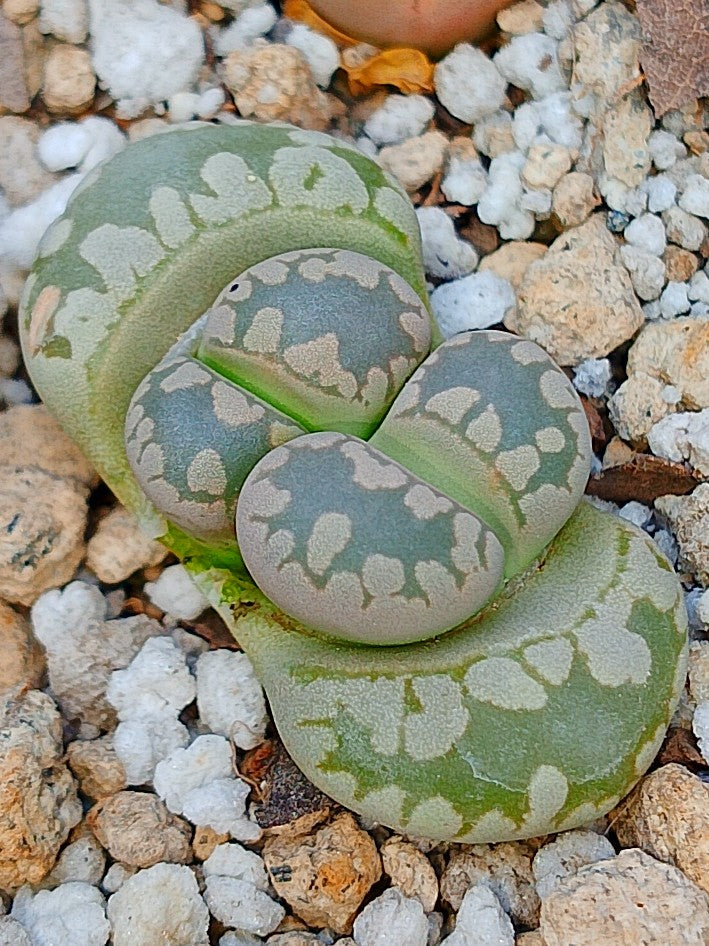 C128 Lithops otzeniana