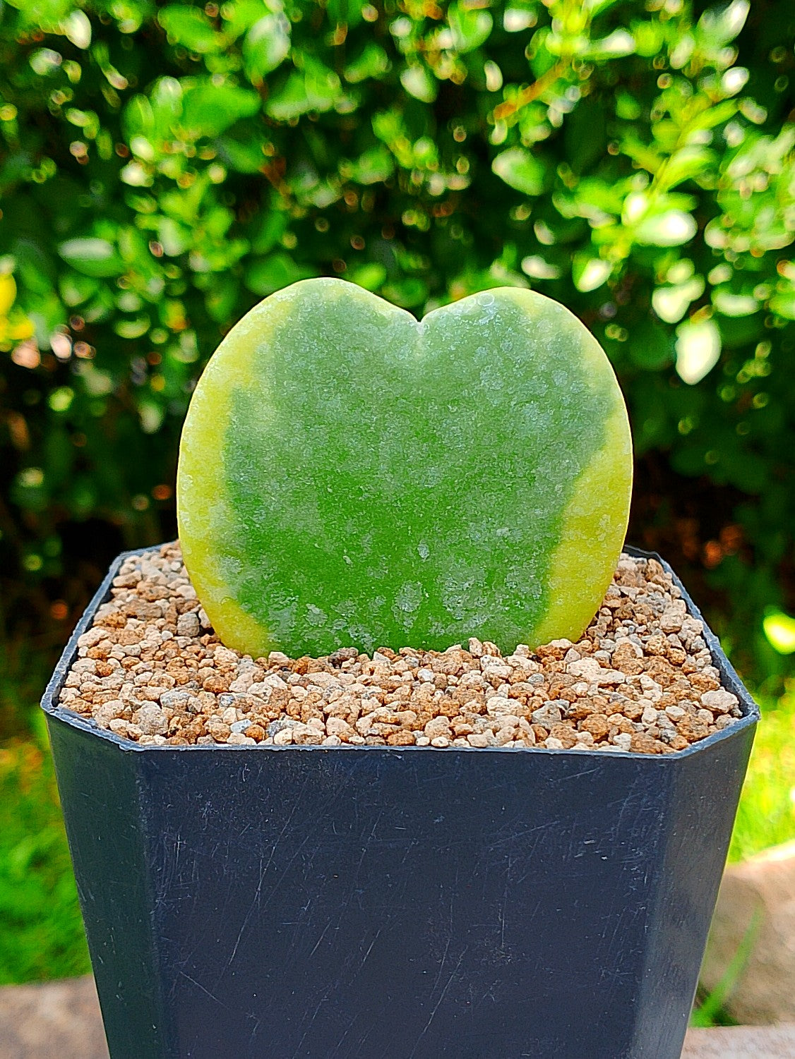 Hoya Kerry variegada