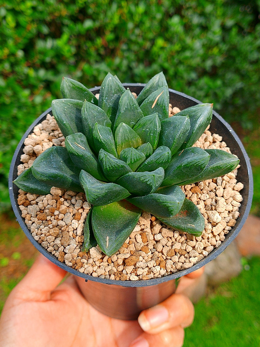 Haworthia RG S | maceta 4"