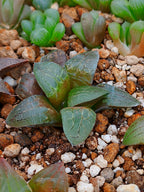 Haworthia RG E | maceta 3"