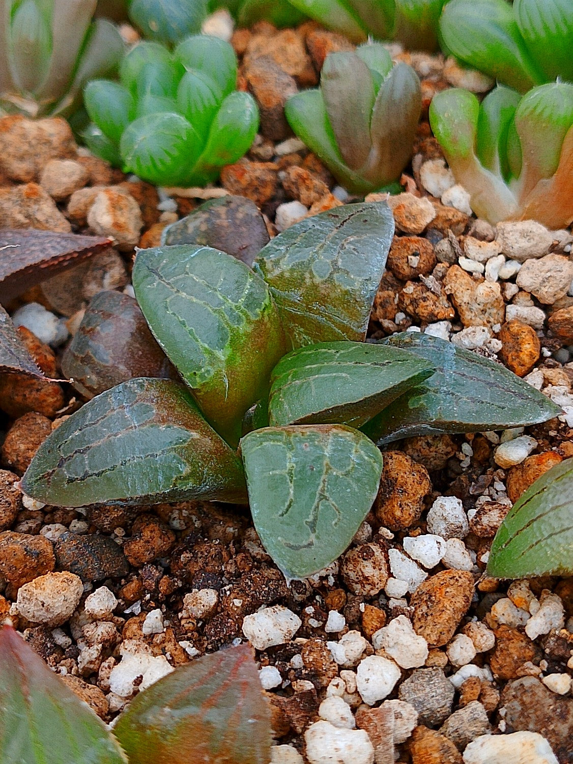 Haworthia RG E | maceta 3"