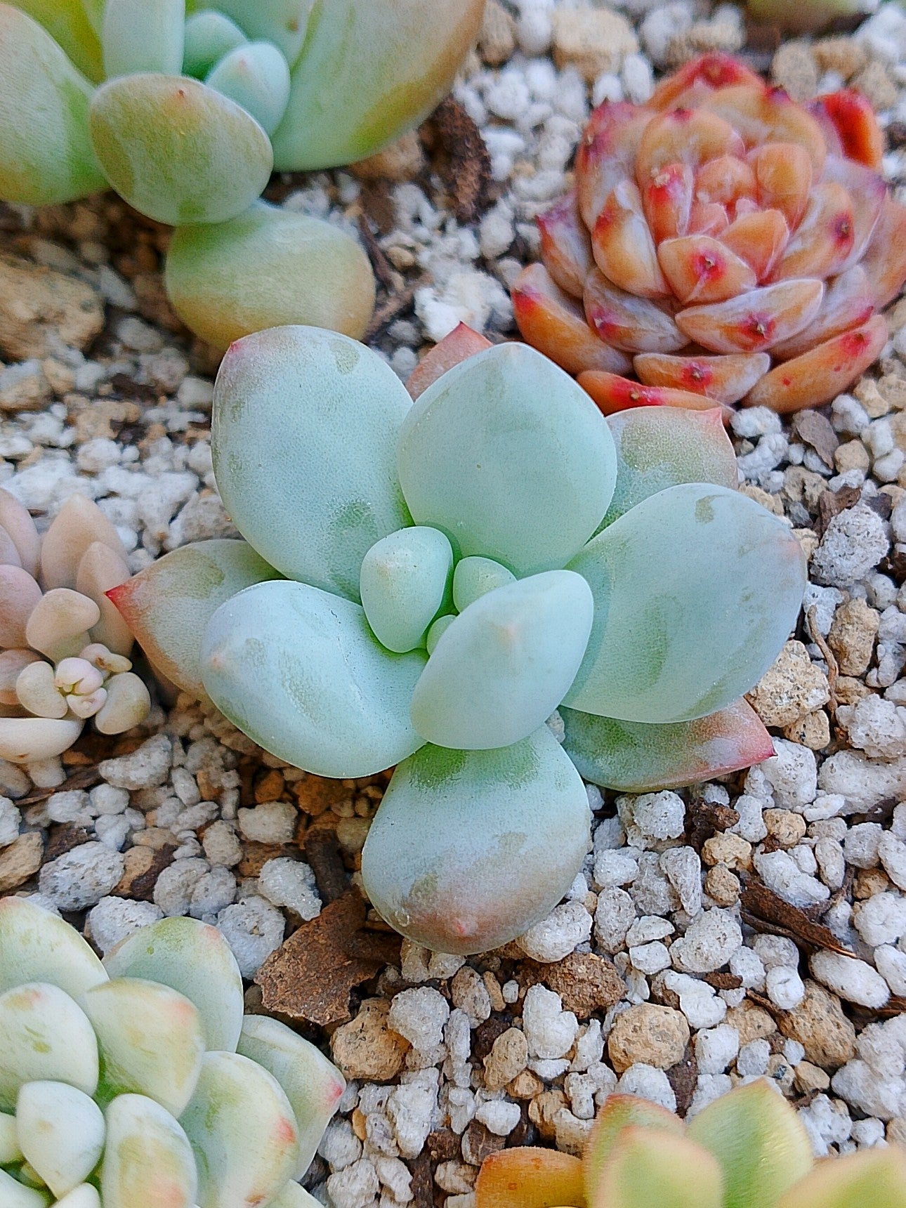 Pachyveria Frevel