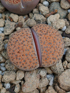 C266 	Lithops fulviceps v. fulviceps