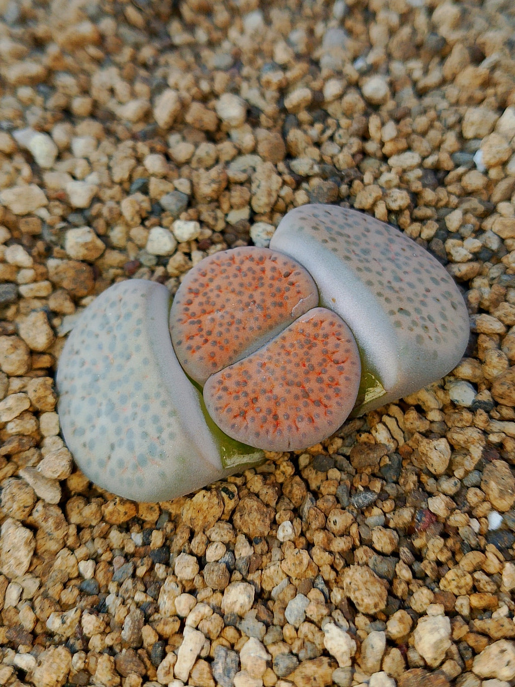 Lithops Mix
