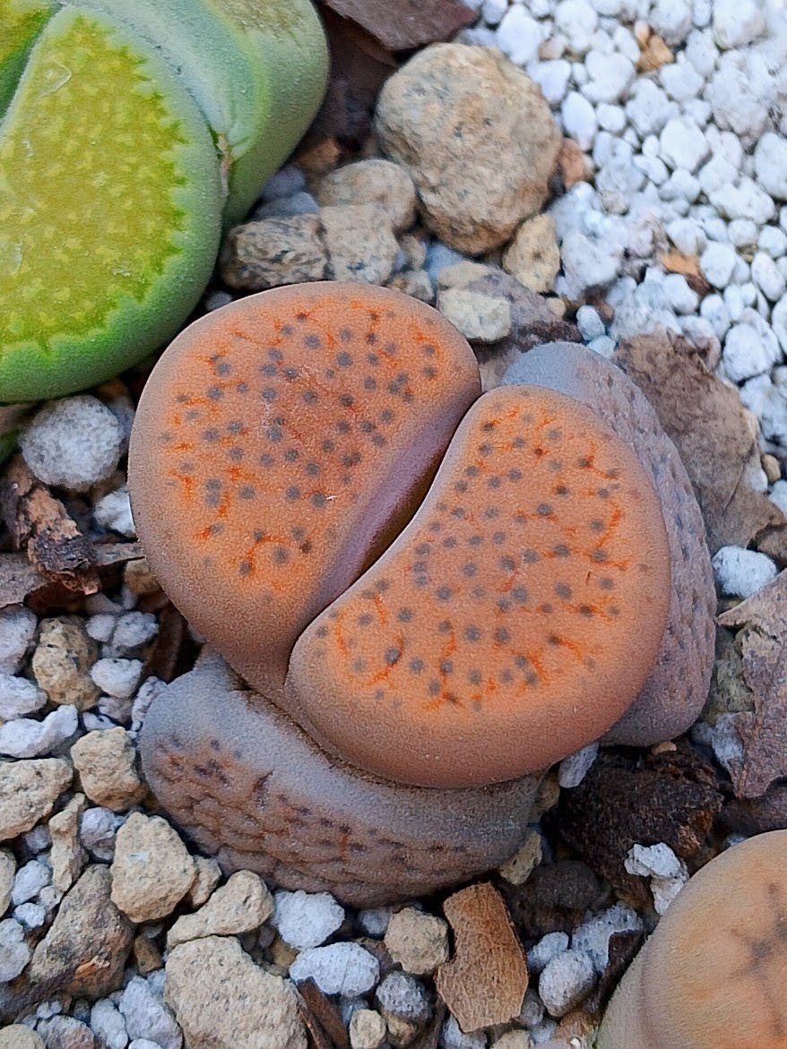 C391 	Lithops fulviceps v. fulviceps.
