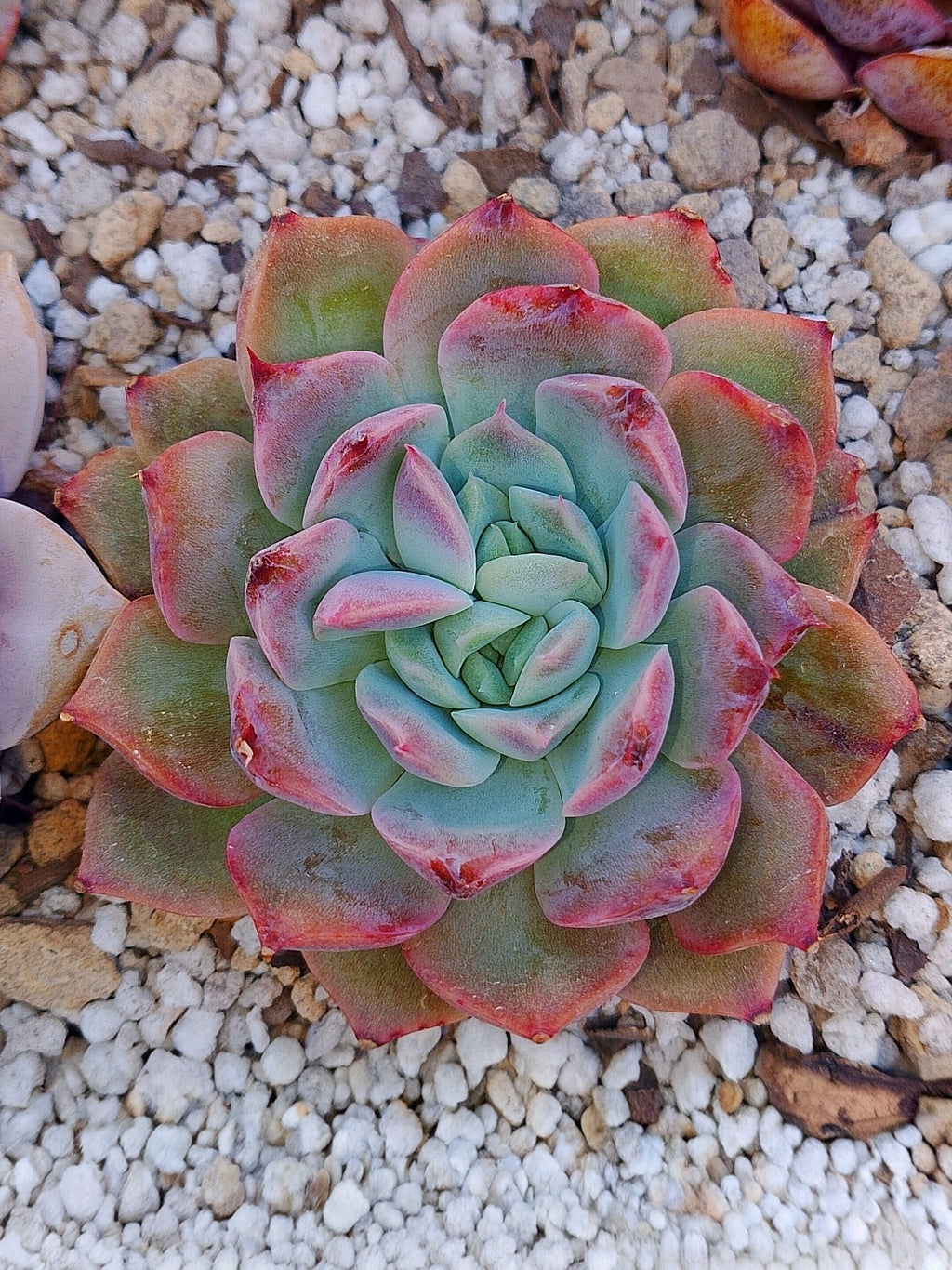 Echeveria Dior | maceta 3.5"