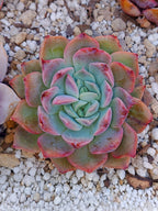 Echeveria Dior | maceta 3.5"