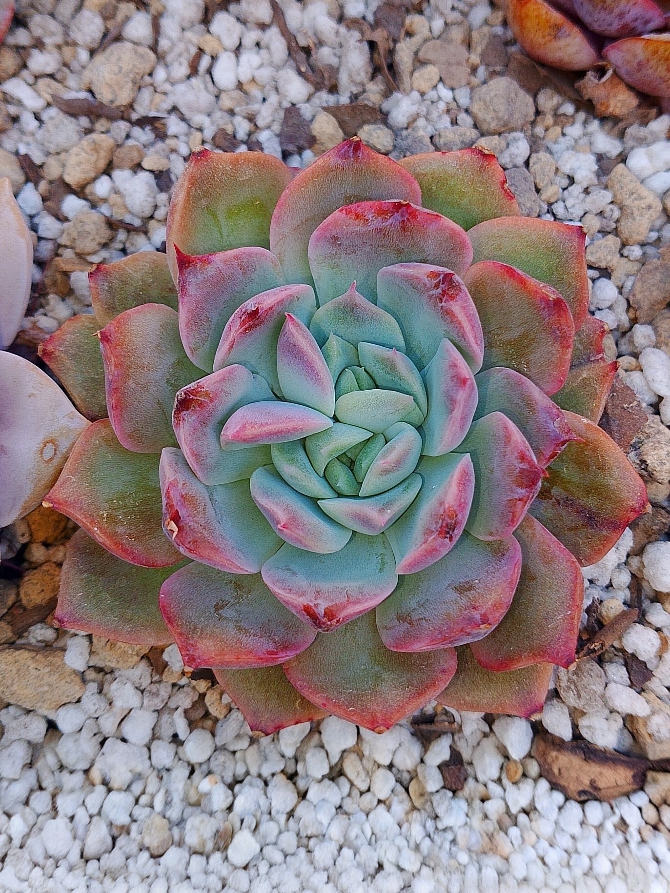 Echeveria Dior | maceta 3.5"