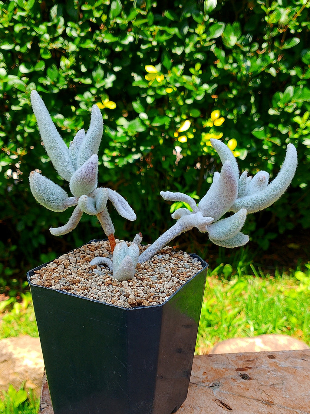 Kalanchoe eriophylla