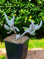Kalanchoe eriophylla