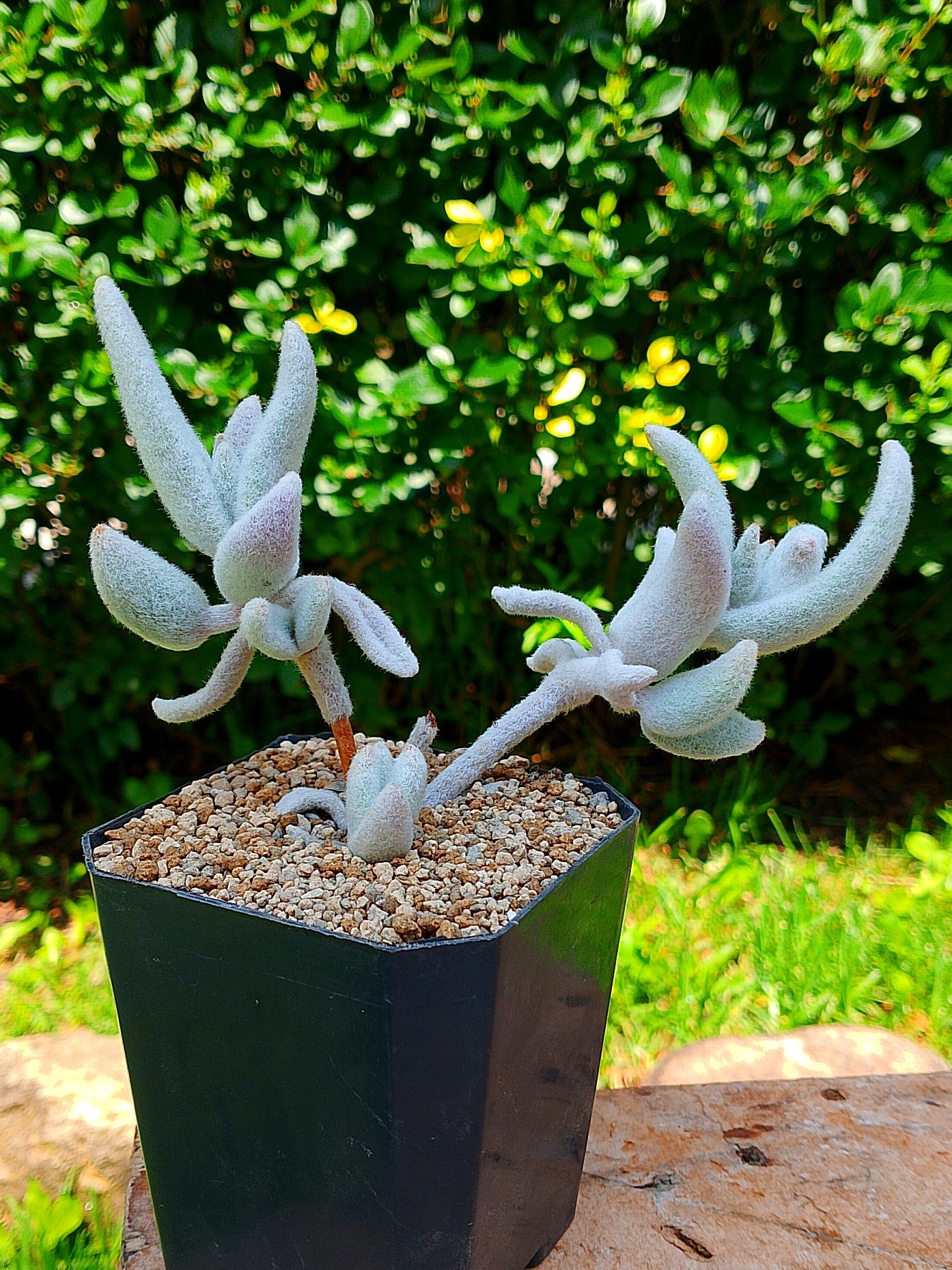 Kalanchoe eriophylla