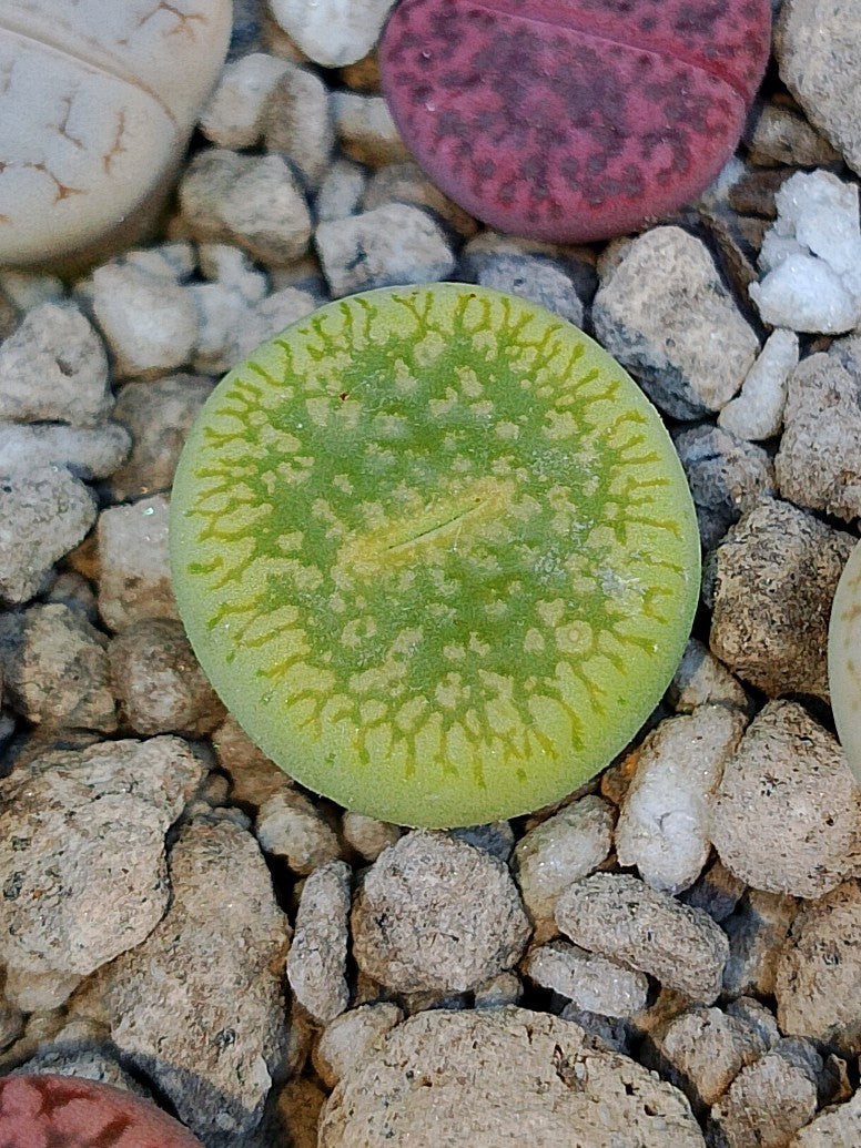 C048A Lithops aucampiae ssp. euniceae cv. 'Bellaketty'