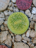 C048A Lithops aucampiae ssp. euniceae cv. 'Bellaketty'
