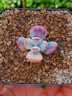 Cotyledon orbiculata var oophylla 'variegada' A | maceta 2"