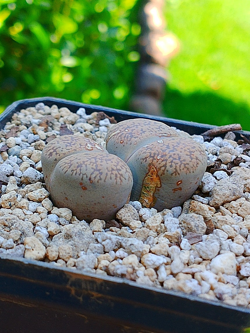 Lithops Leslie - 2 cabezas