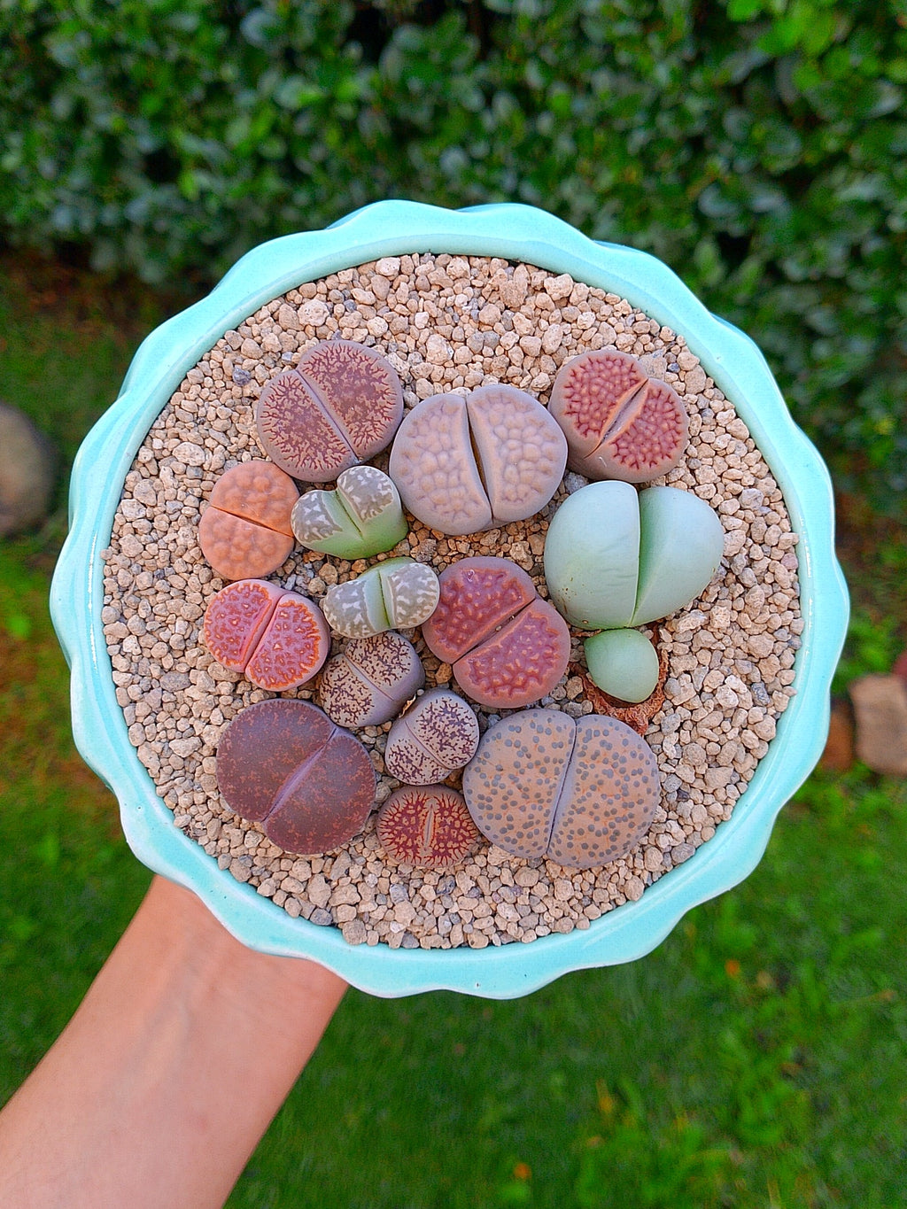 Paquete lithops Mix - circular D