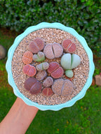 Paquete lithops Mix - circular D