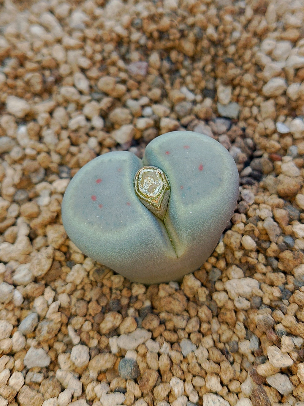 C084 	Lithops dinteri ssp. dinteri v. brevis