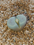 C084 	Lithops dinteri ssp. dinteri v. brevis