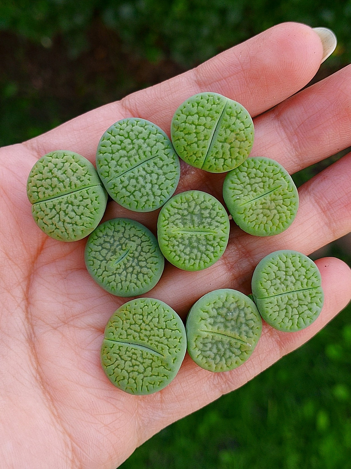 Lithops hookeri var dabneri  'Annarosa' | 2 años