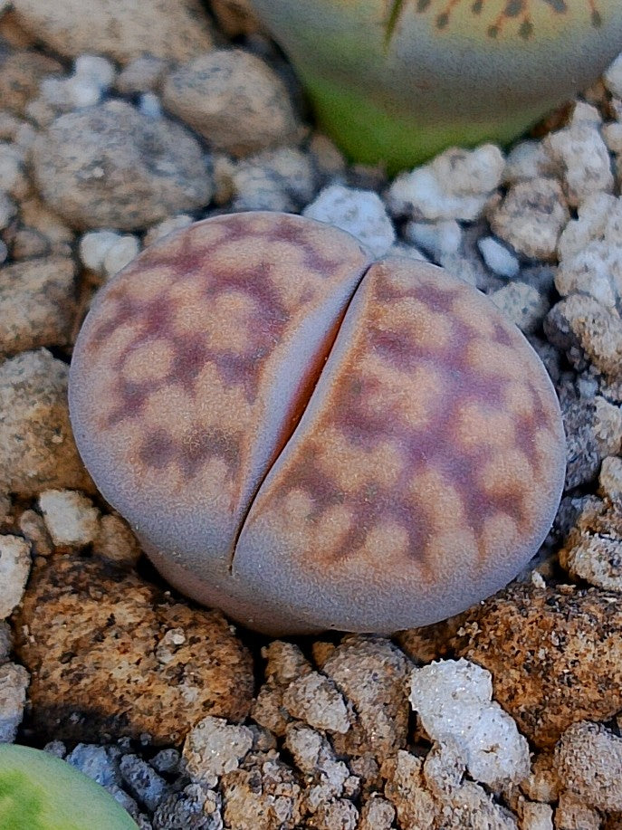 C408 	Lithops karasmontana ssp. karasmontana v. karasmontana