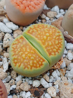 C111A Lithops hallii v. ochracea 'Green Soapstone' B