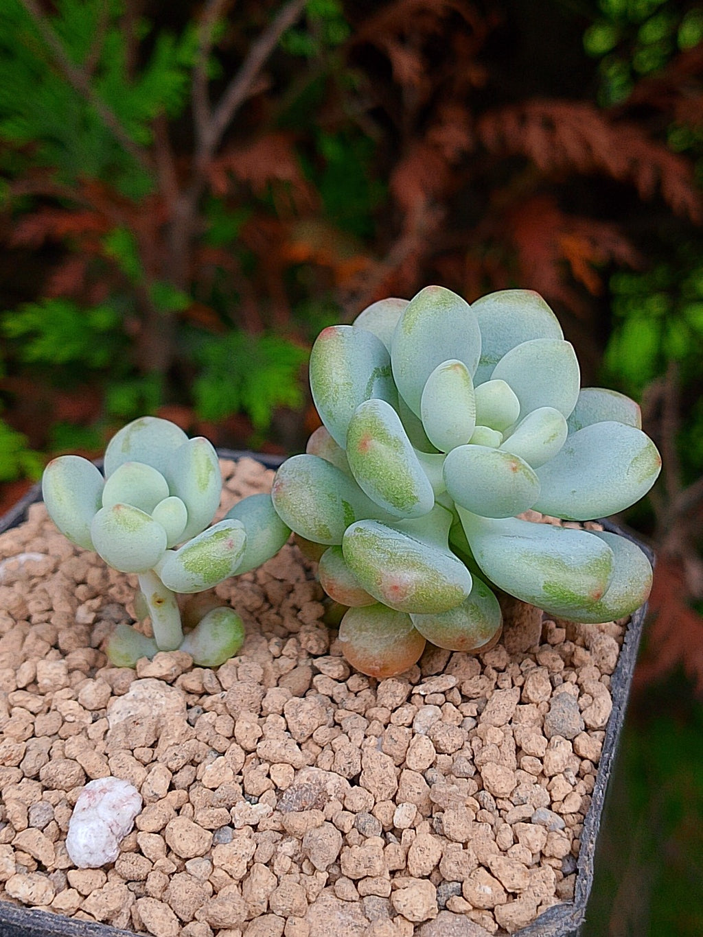 Sedum Candy B | maceta 3"