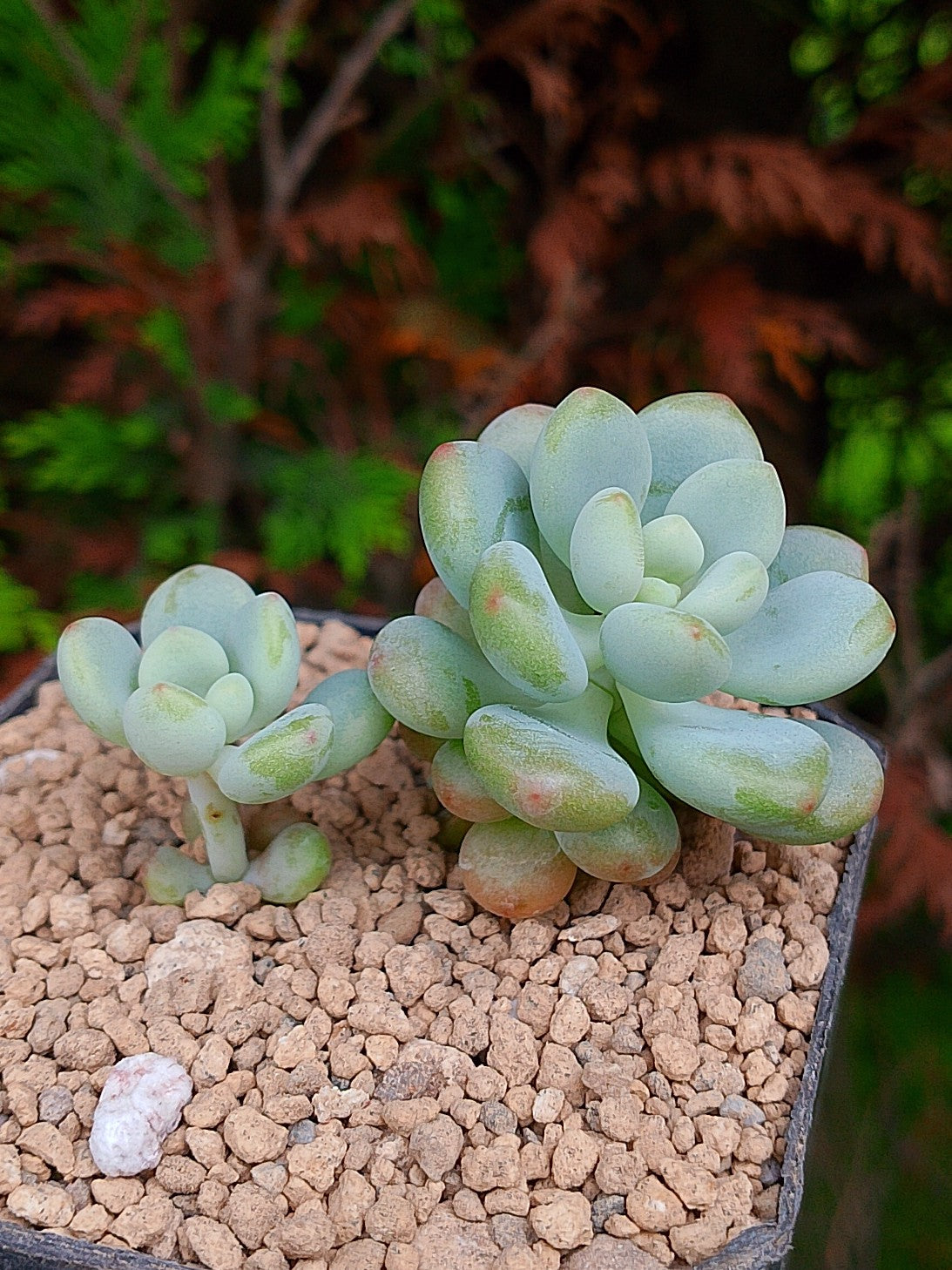 Sedum Candy B | maceta 3"