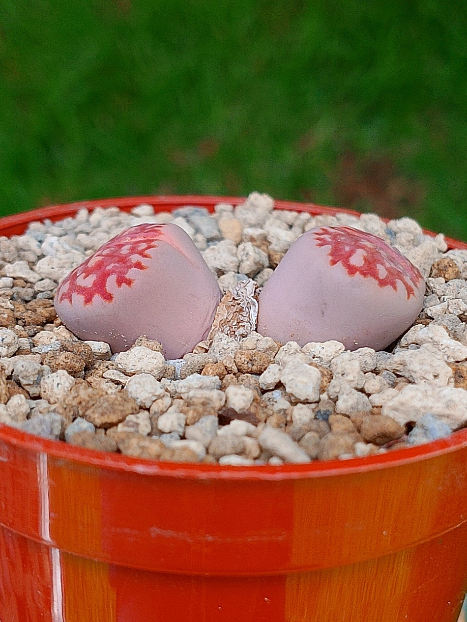 Lithops Julii | 2 cabezas