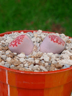 Lithops Julii | 2 cabezas
