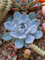 Echeveria Snow bunny | maceta 3"