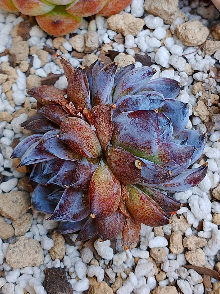 Echeveria Gemstone D