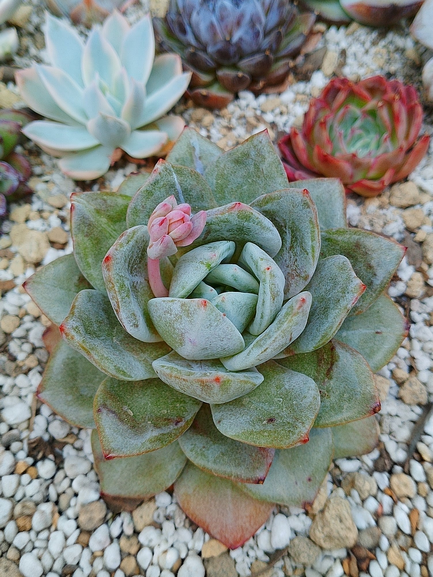 Echeveria German Champagne variegada
