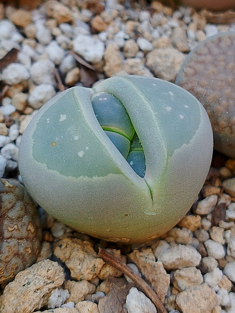 C109 Lithops Olivacea (forma pálida)