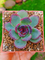 Echeveria Odette | maceta 3"