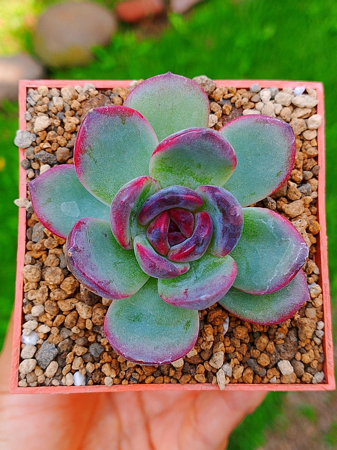 Echeveria Odette | maceta 3"