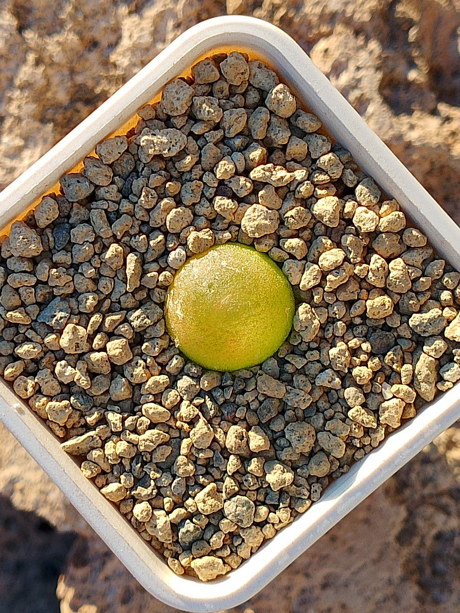Conophytum burgeri B