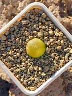 Conophytum burgeri B