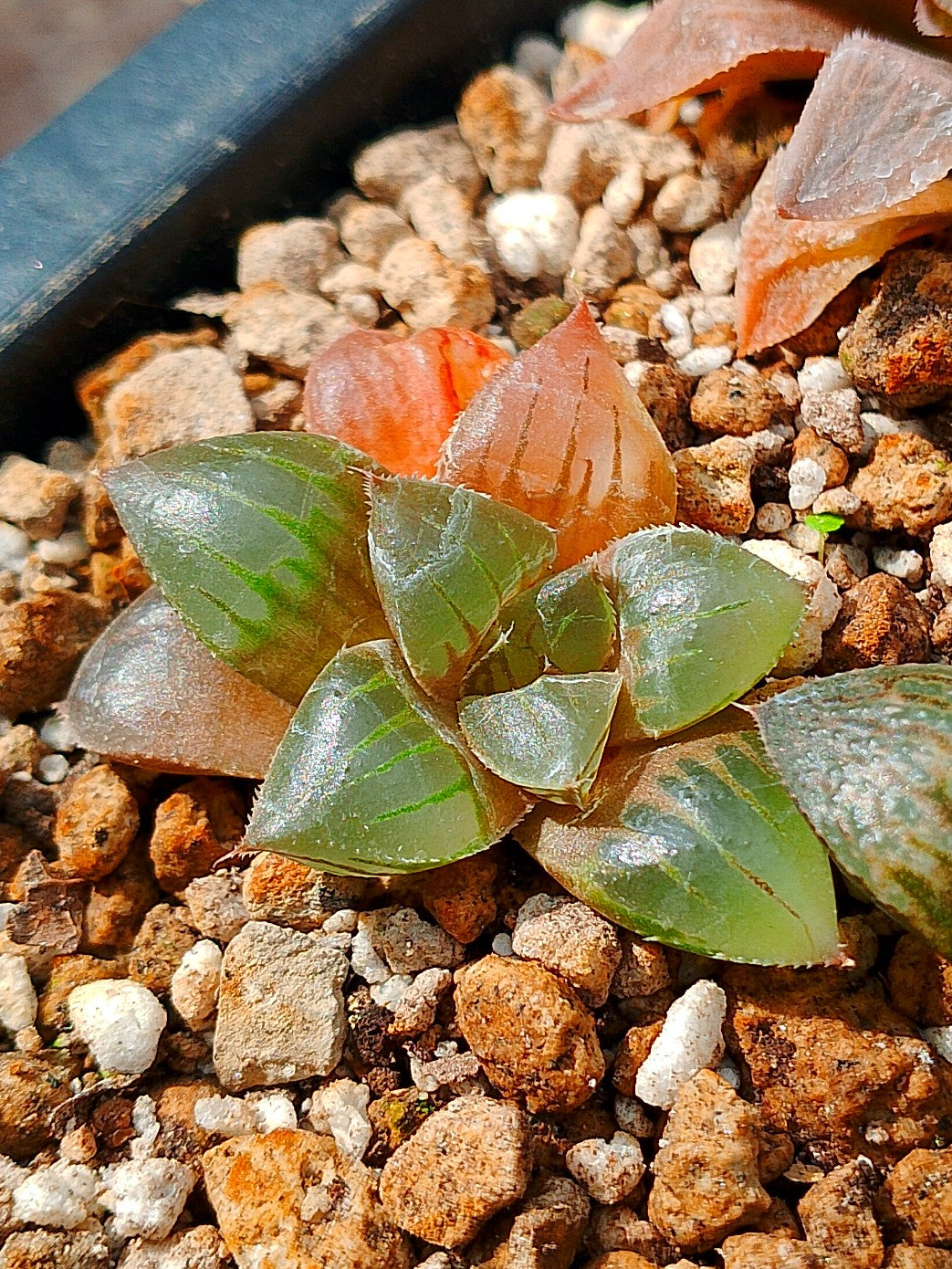 Haworthia RG B | maceta 2"