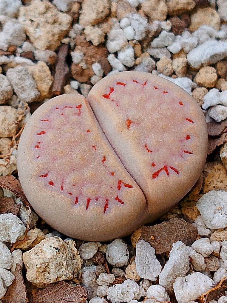C045 	Lithops hallii v. hallii