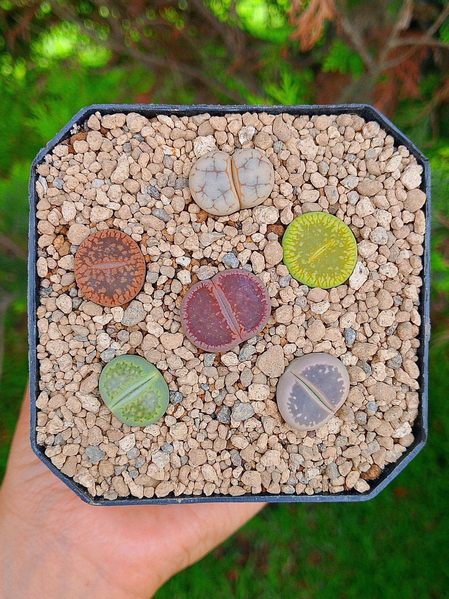 Paquete lithops cultivares C | maceta de 3.5"