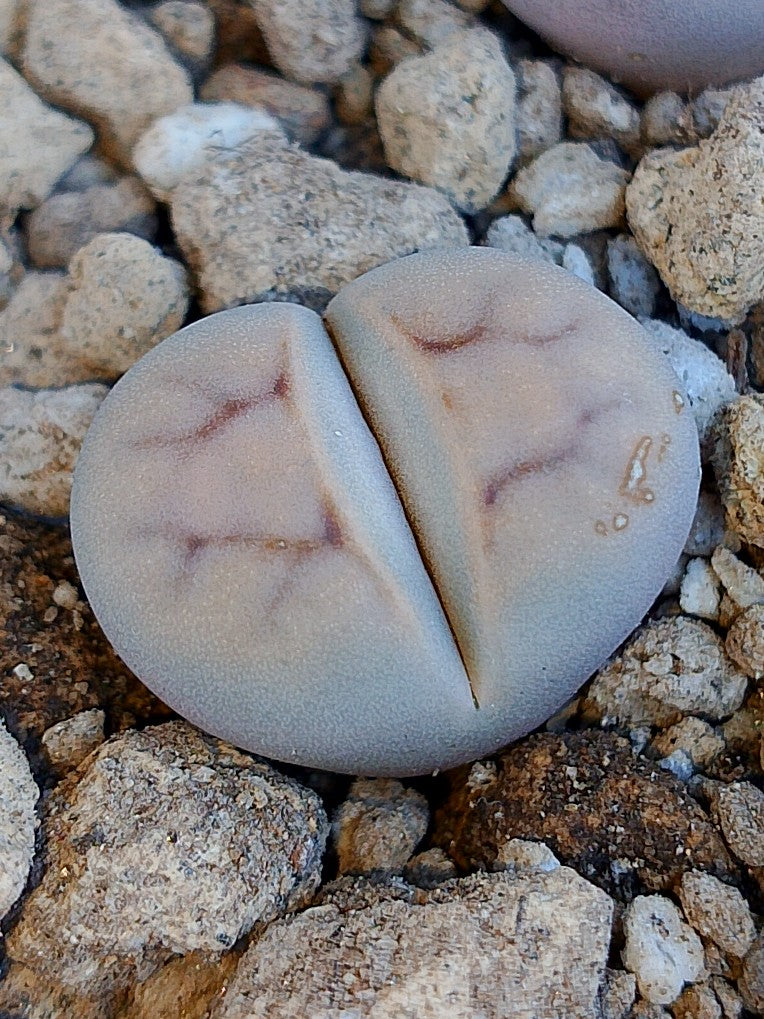 Cl021 Lithops Karasmontana