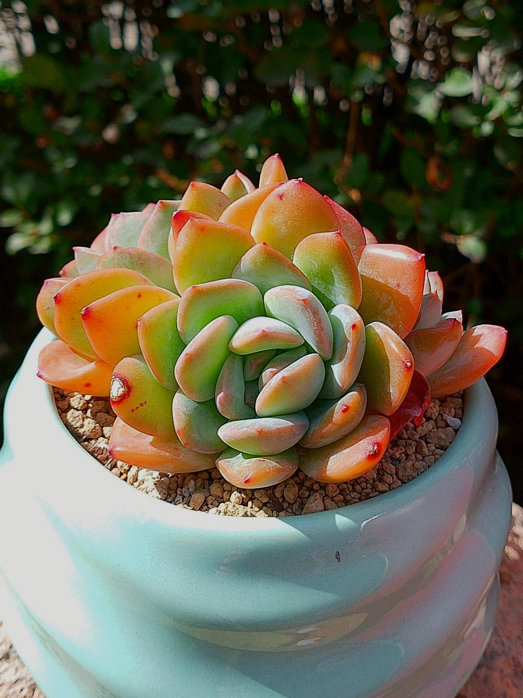 Echeveria polshai
