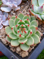x Echeveria Agavoides blue dragon | maceta 3"