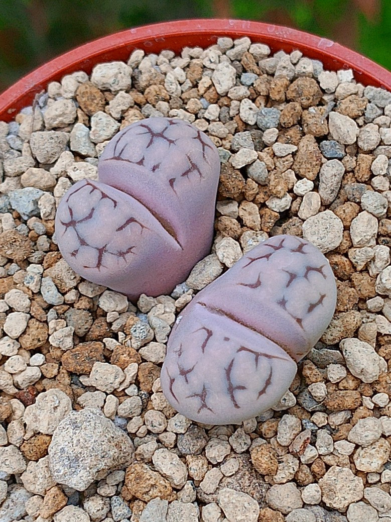 Lithops Karasmontana | 2 cabezas