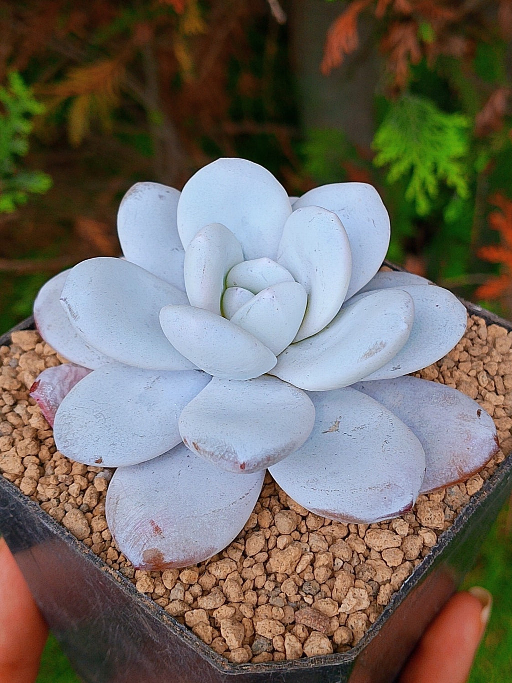 Echeveria Laui | maceta 3.5"
