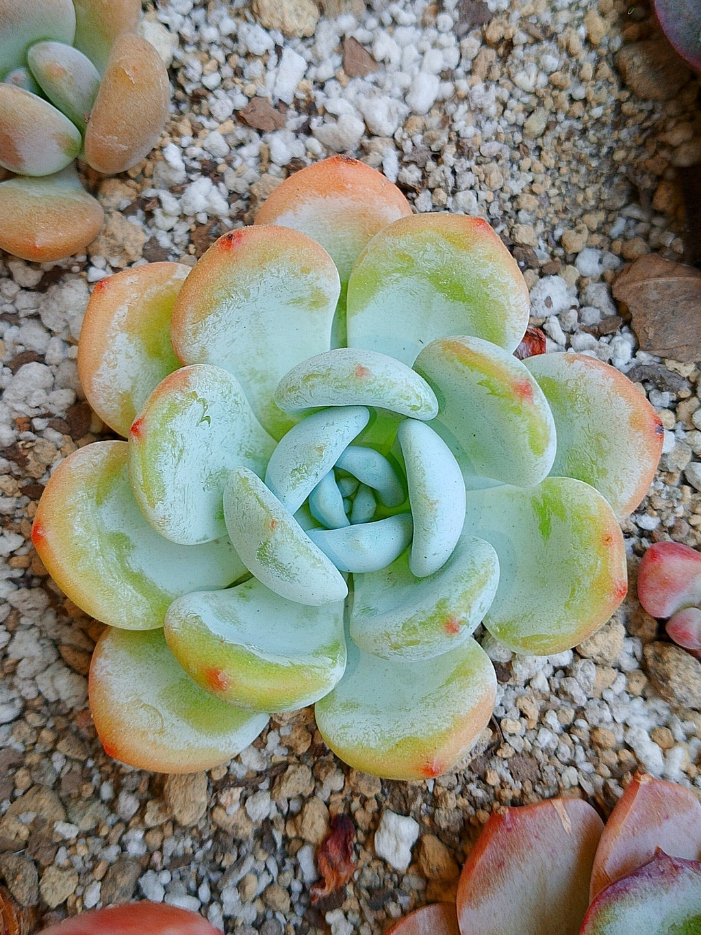 Echeveria White angel