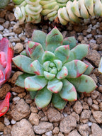 Echeveria Blood Swallow | maceta 2.5"